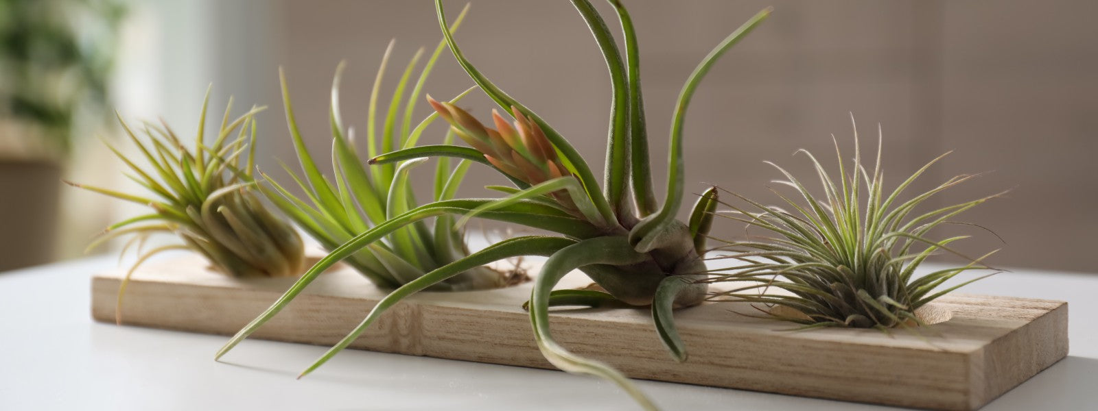 Les tillandsias : des plantes fascinantes pour votre maison!