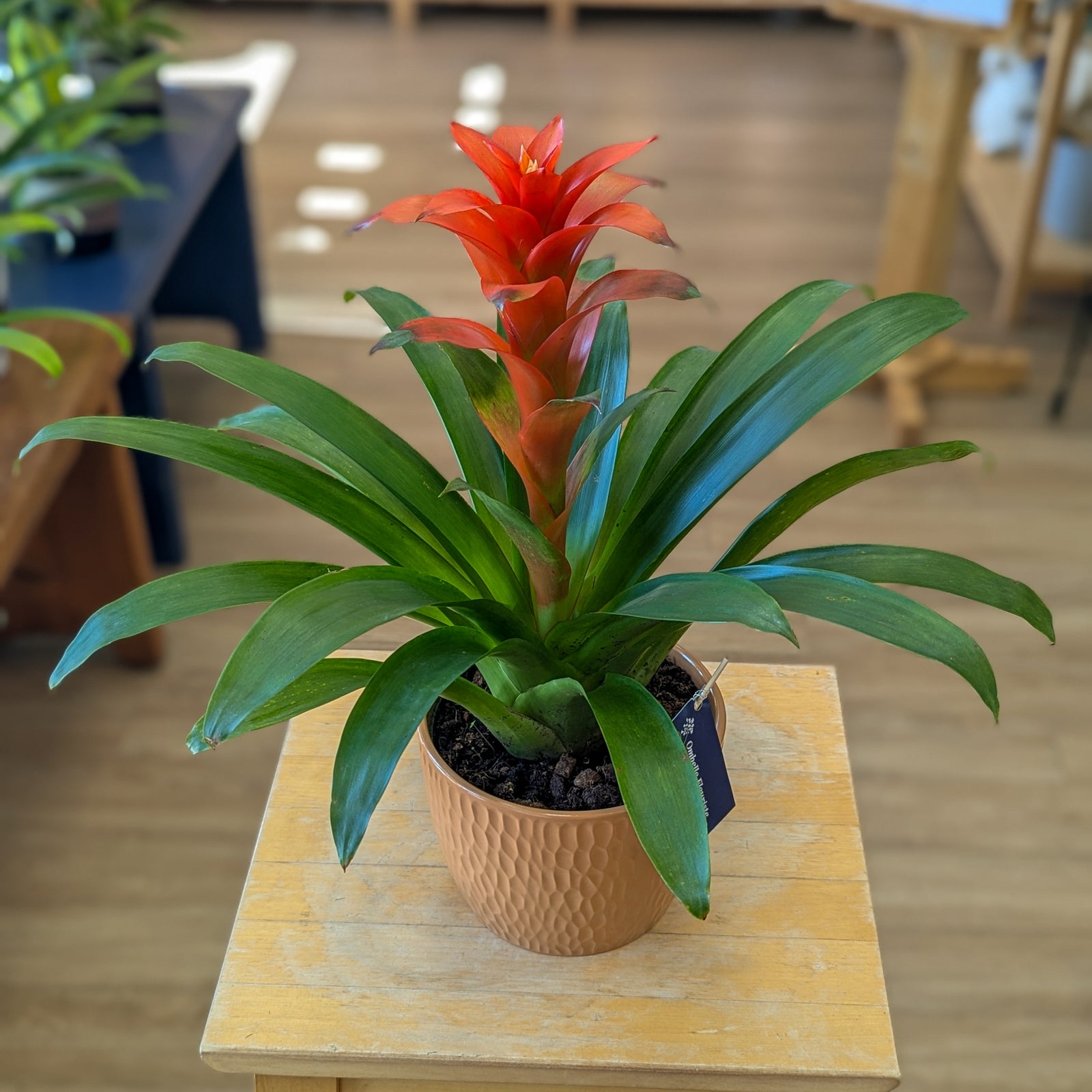Bromelia - 6 po