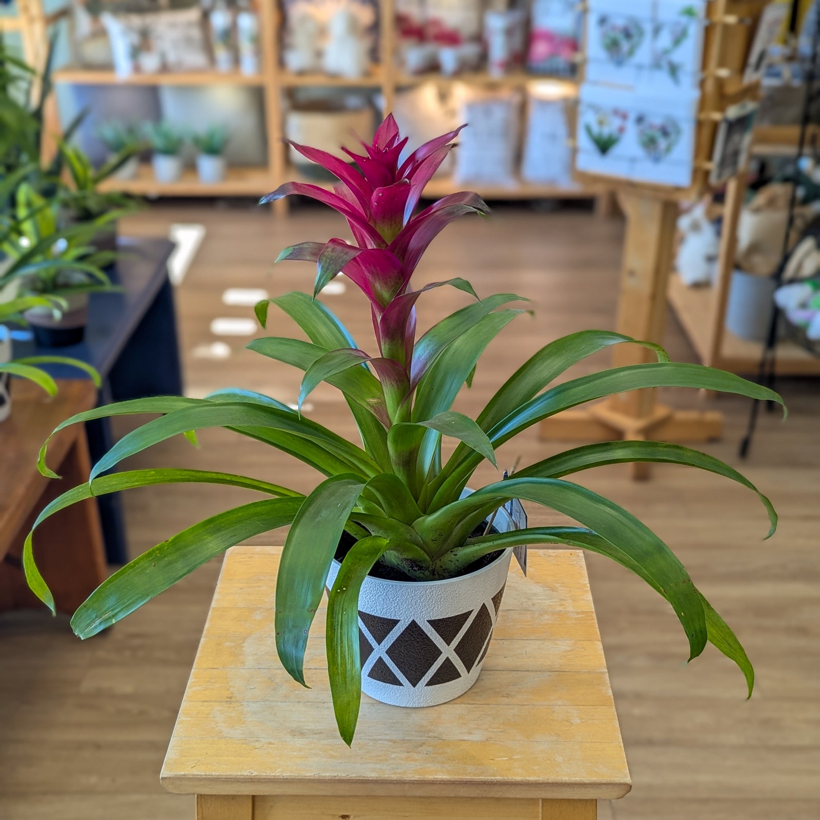 Bromelia - 6 po