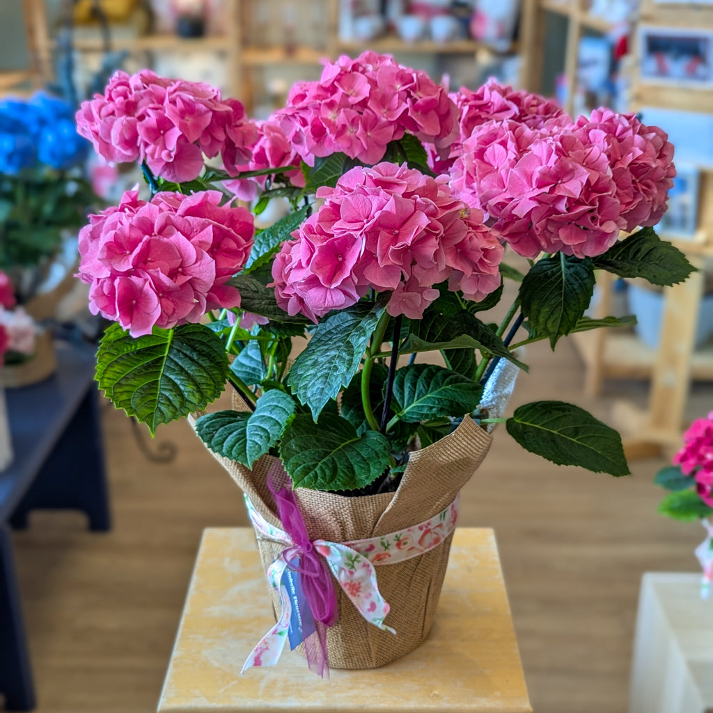 Hydrangée - bleu ou rose - 8 po (cultivé au Québec)