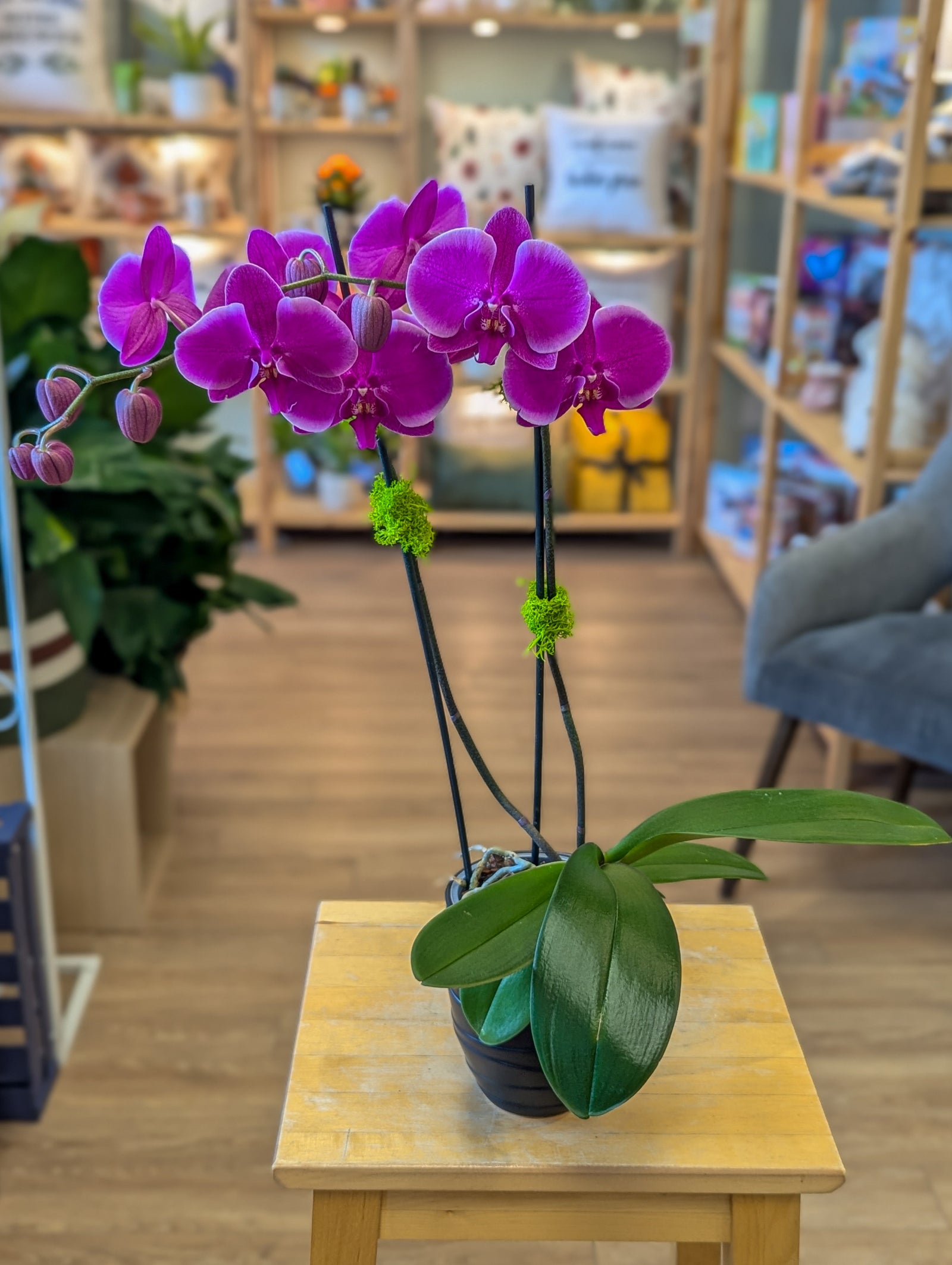 Orchidée Phalaenopsis - 4po - violet