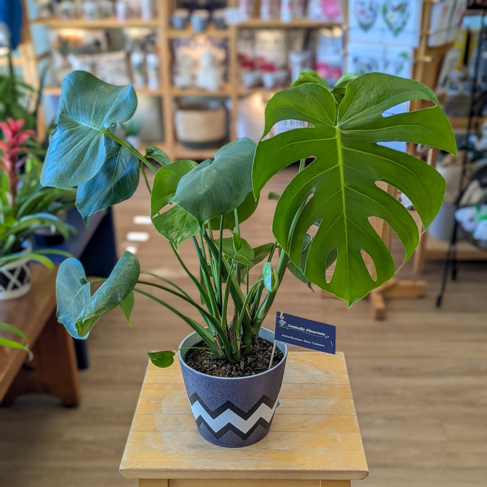 Philodendron Monstera Deliciosa - 6 po
