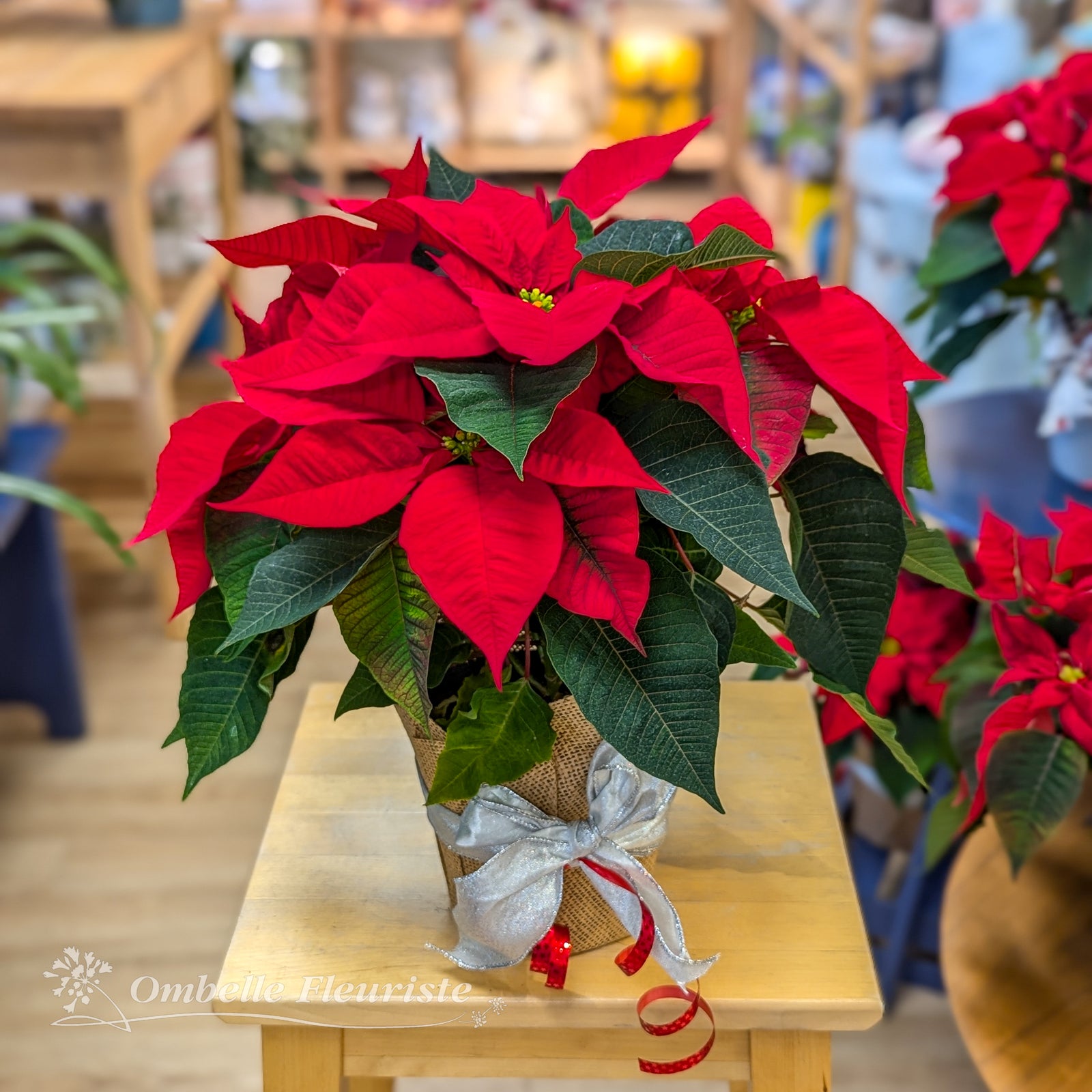 Poinsettia avec cache-pot en jute