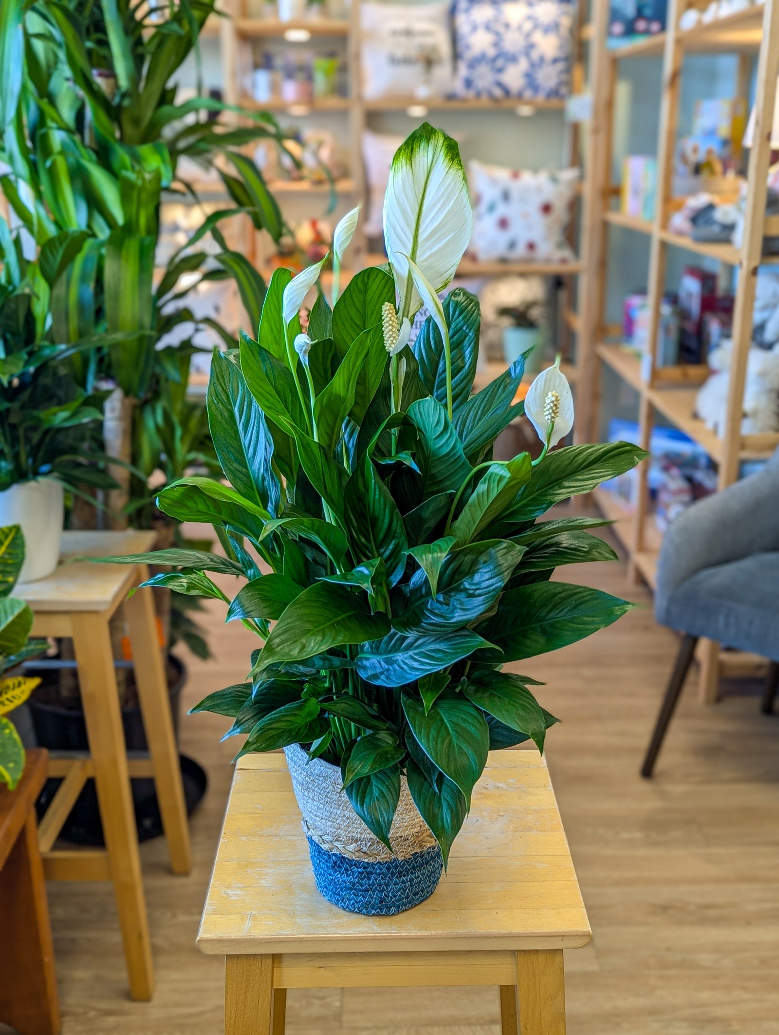 Spathiphyllum - 6 po