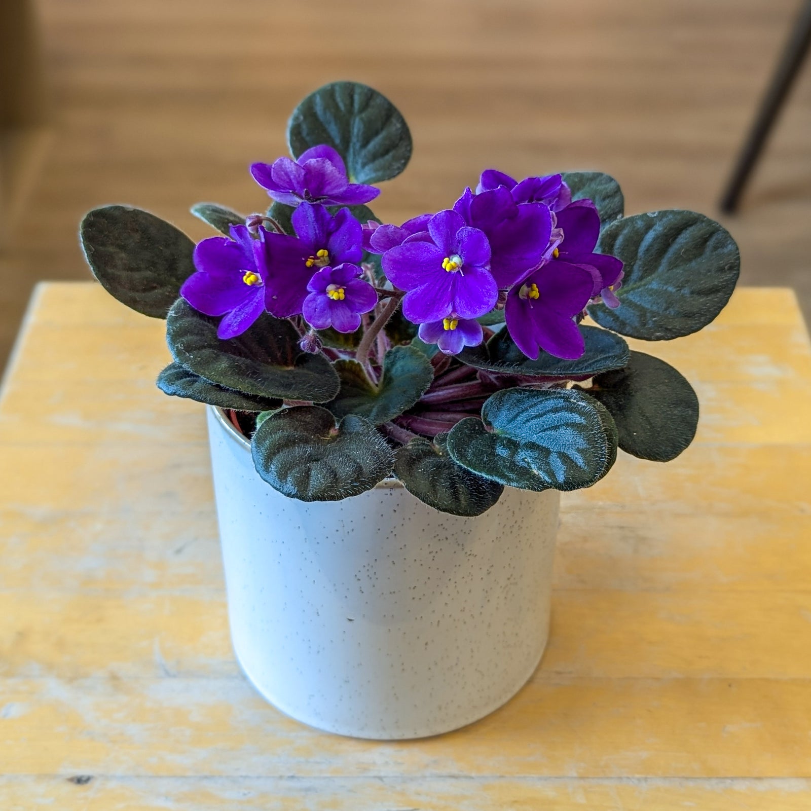 Violette africaine - 4po - violet