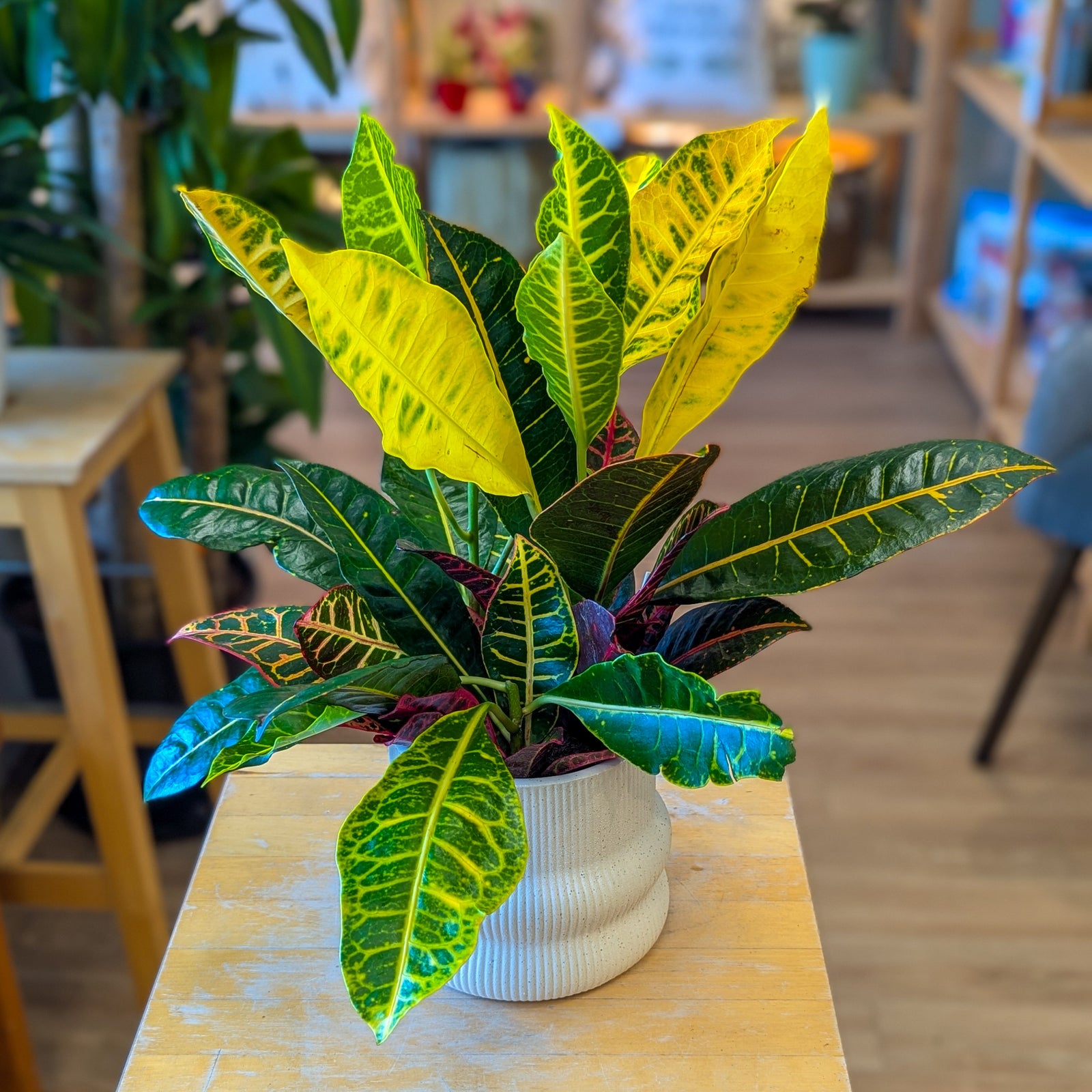 Codiaeum variegatum (croton) - 5 po