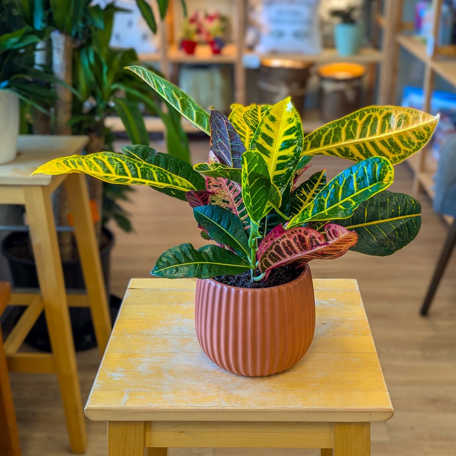 Codiaeum variegatum (croton) - 5 po