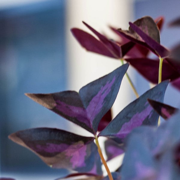 Plantes colorés au fleuriste Saint-Basile-le-Grand