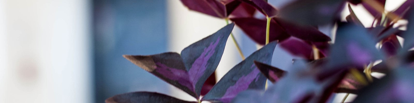 Plantes colorés au fleuriste Ste-Julie