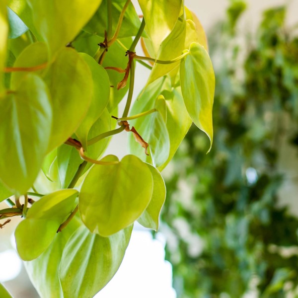 Plantes vertes en santé chez le fleuriste St-Basile