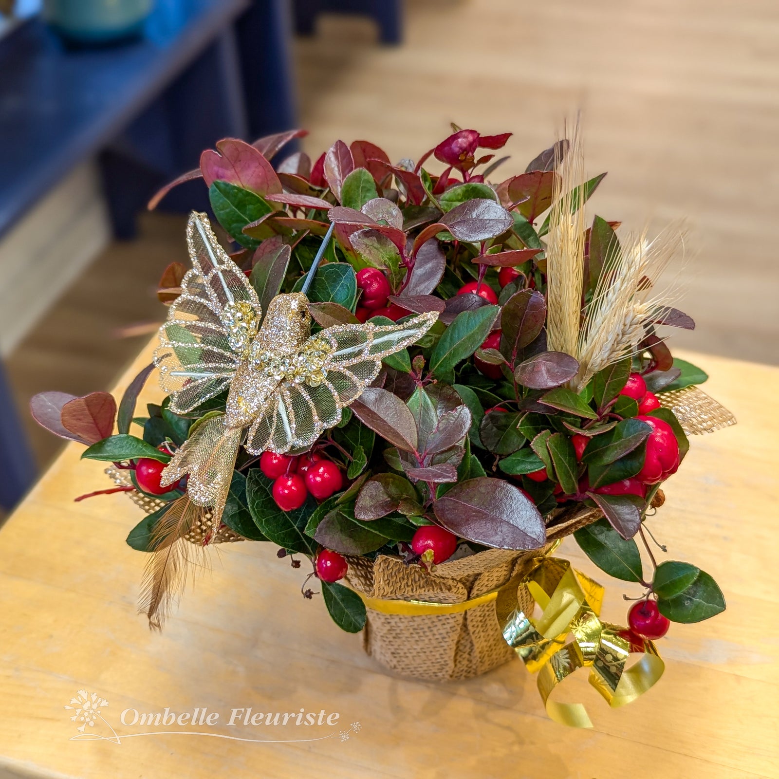 Gaultheria colibri doré