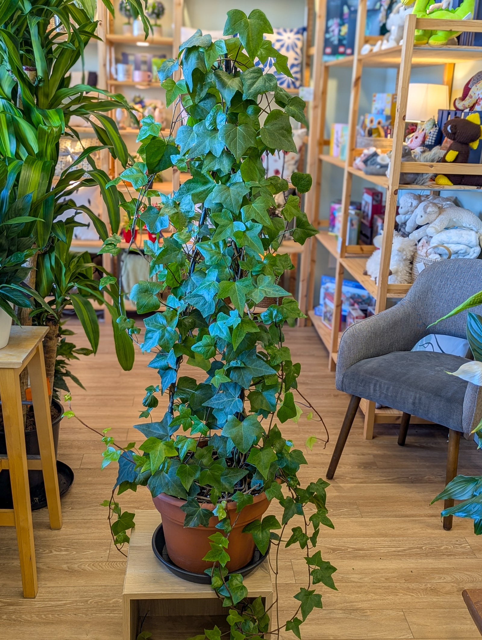 Lierre anglais (topiaire) - 14 po