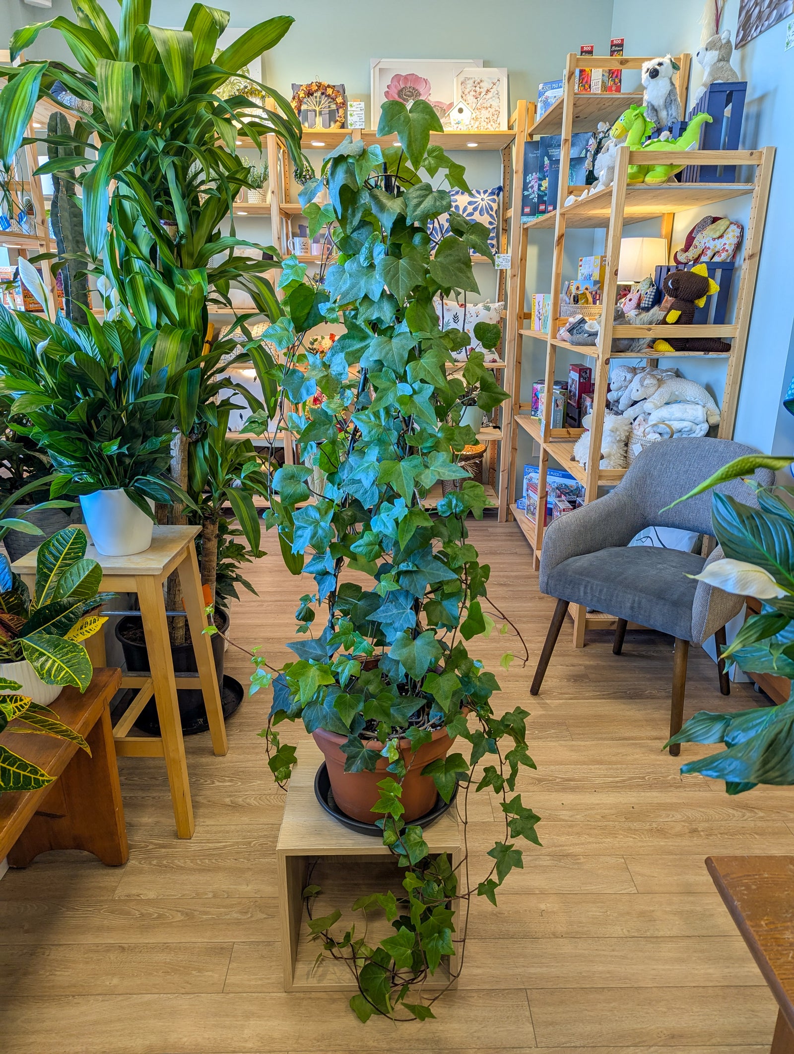 Lierre anglais (topiaire) - 14 po