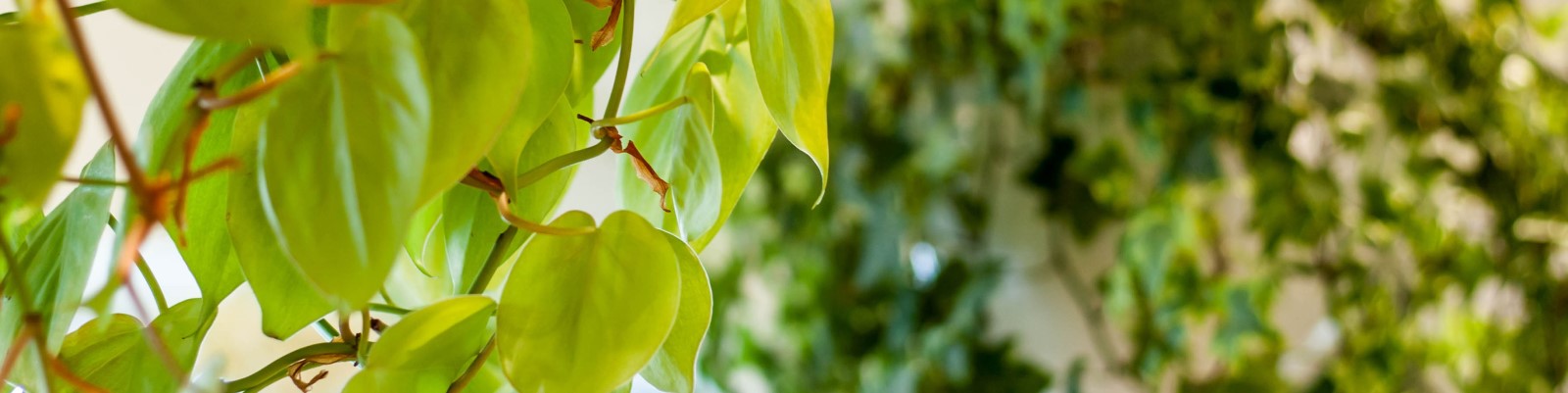 Plantes en pleine santé pour la livraison