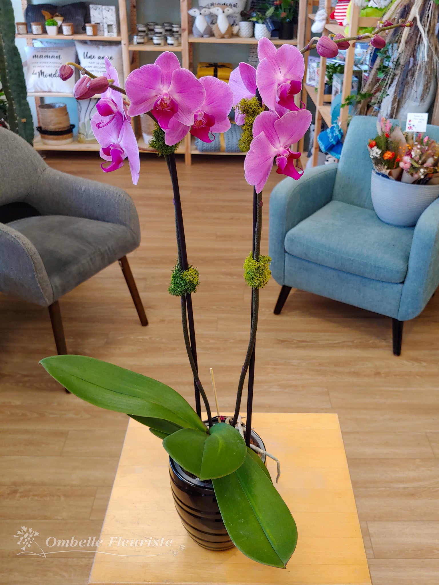 Orchidée Phalaenopsis - 4 po