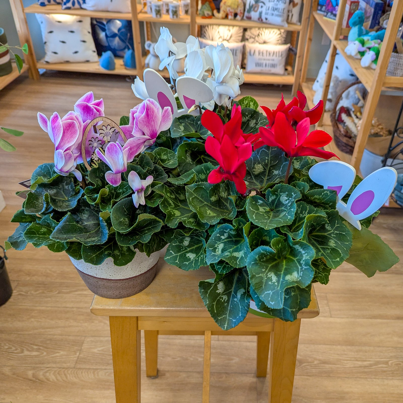 Cyclamen - 6 po