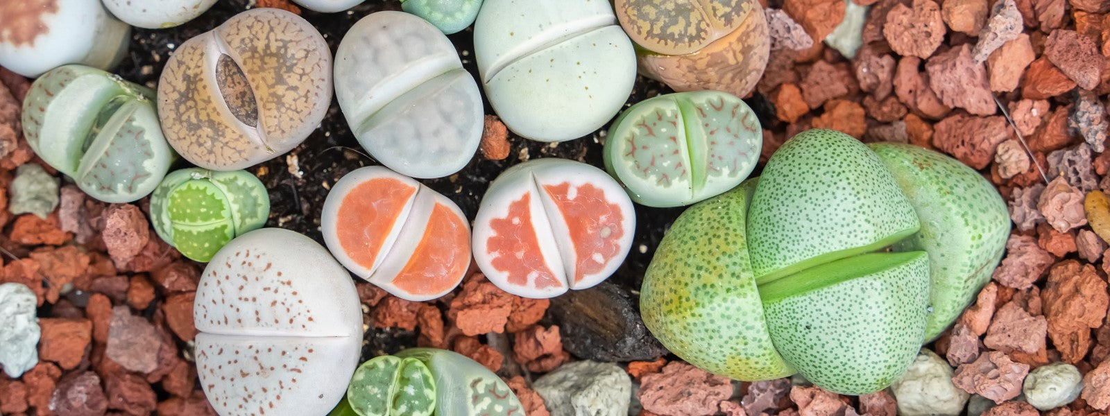 Lithops en groupe