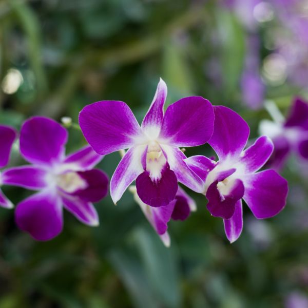 Journée de la femme