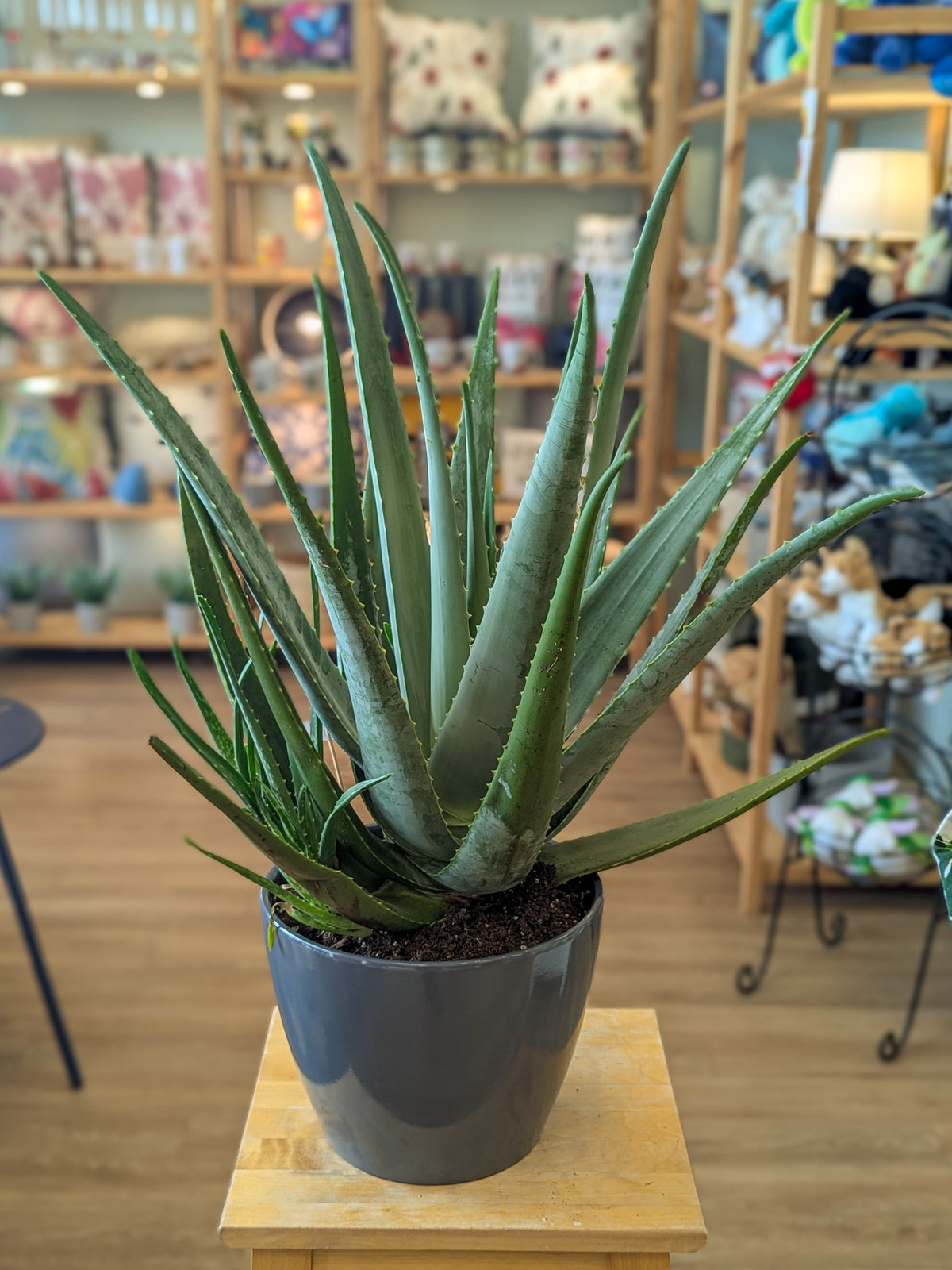 Aloes Vera - 12 po