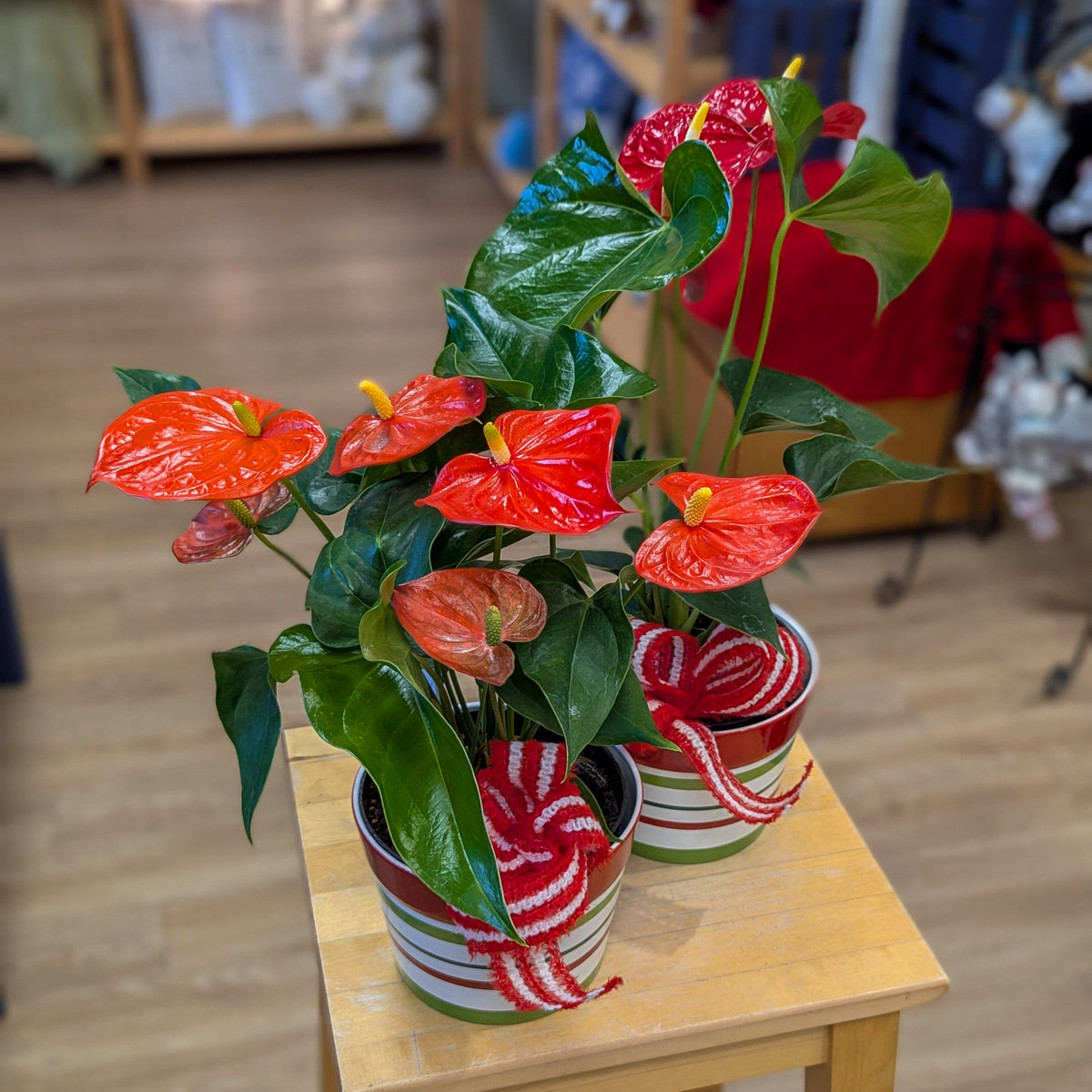 Anthurium (festif) - 6 po