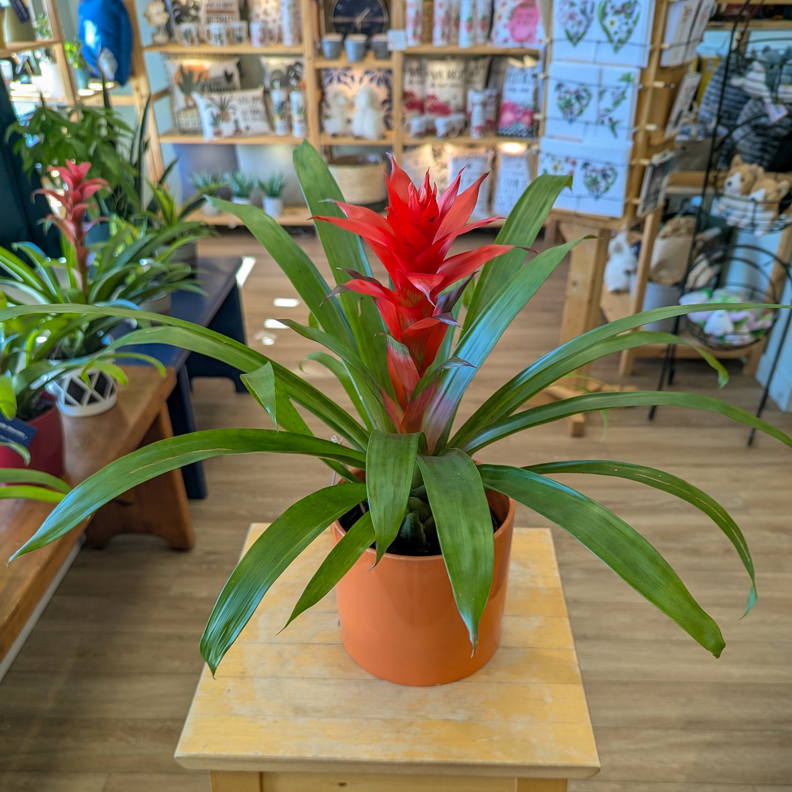 Bromelia - 6 po