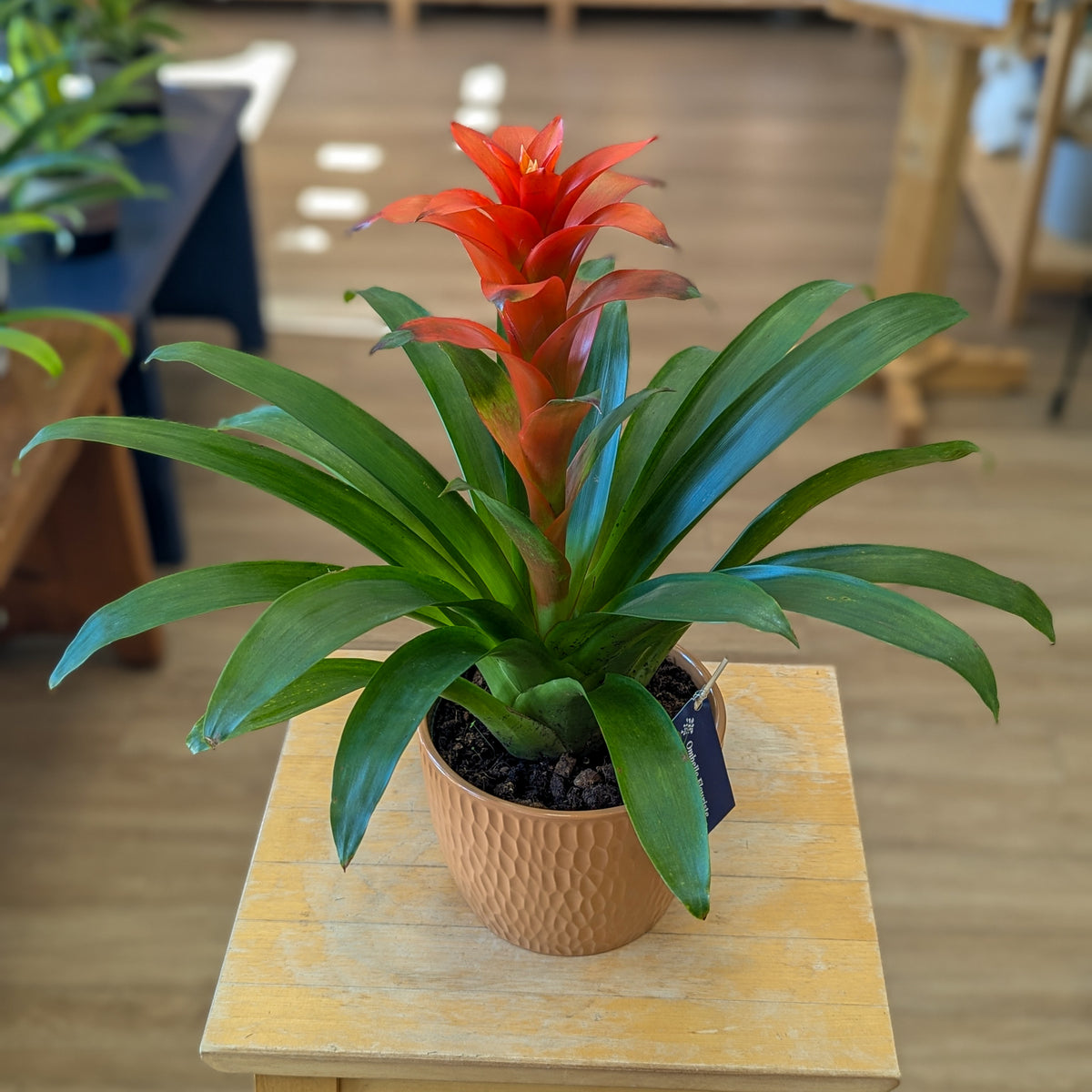 Bromelia - 6 po