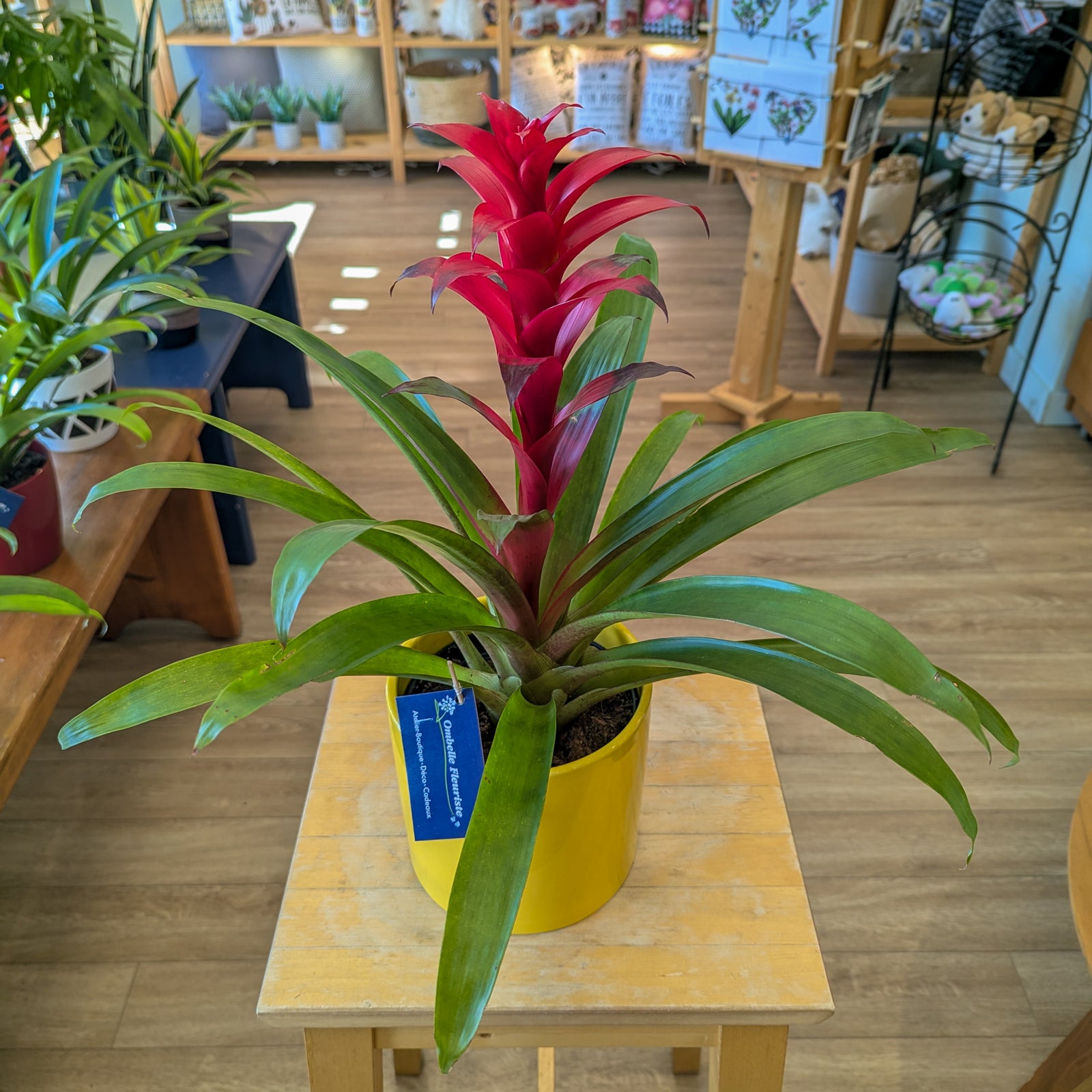 Bromelia - 6 po