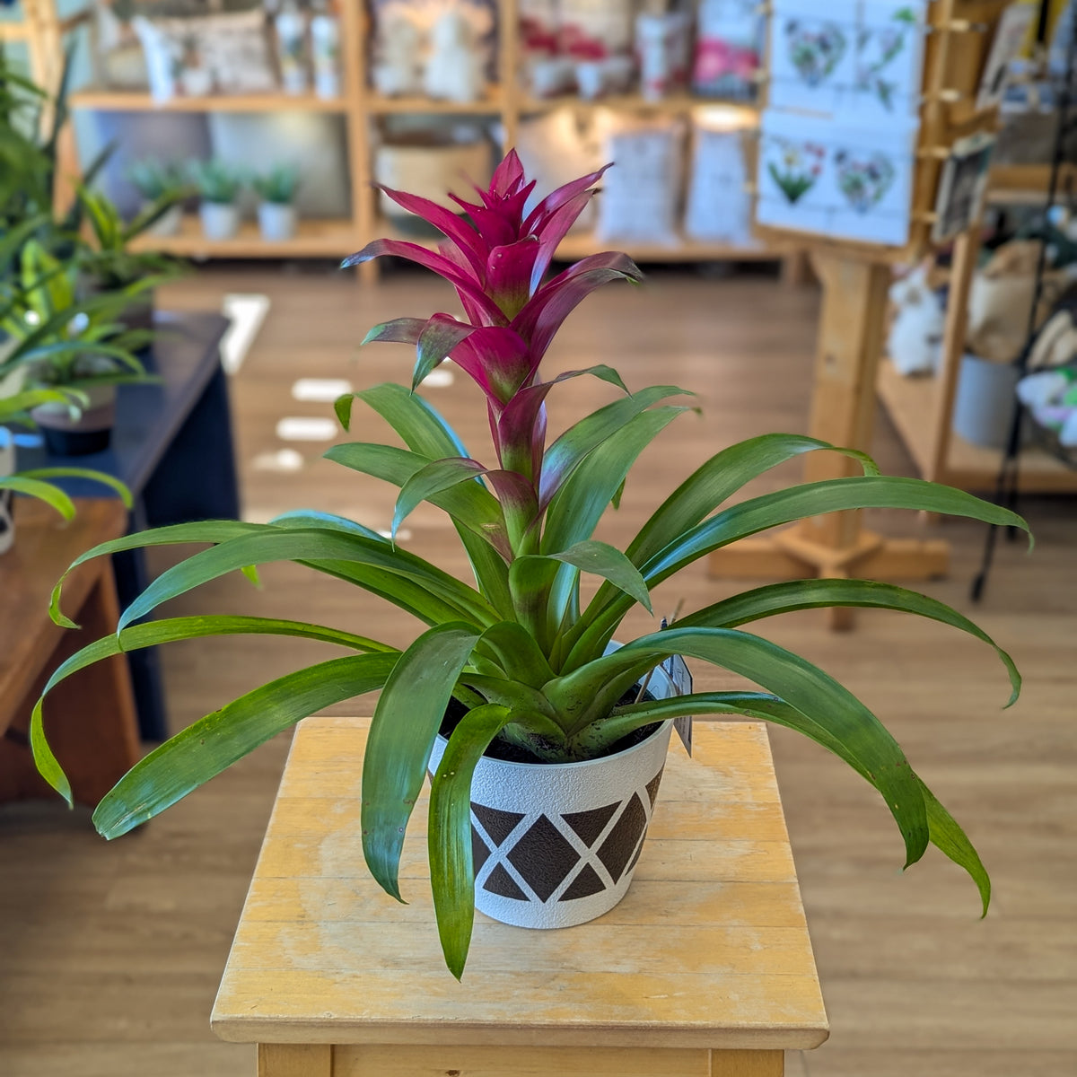 Bromelia - 6 po