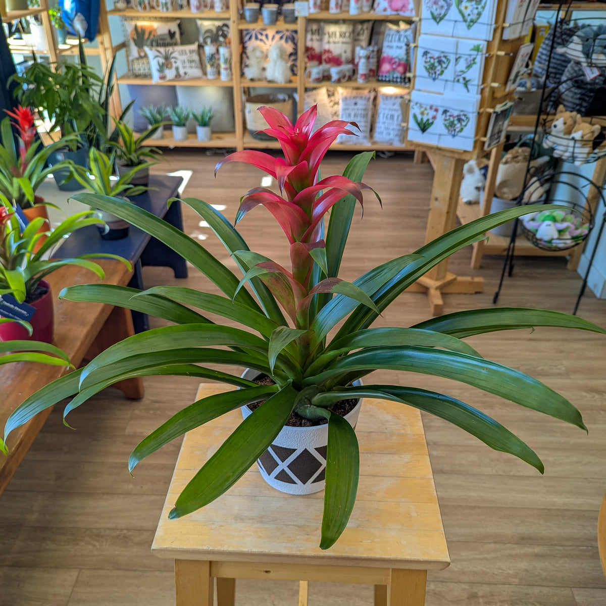 Bromelia - 6 po