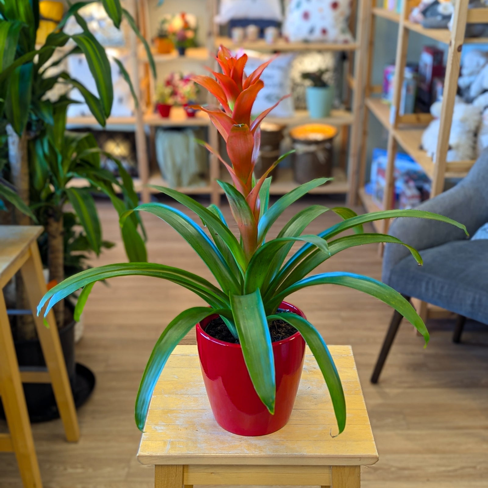 Bromelia - 6 po
