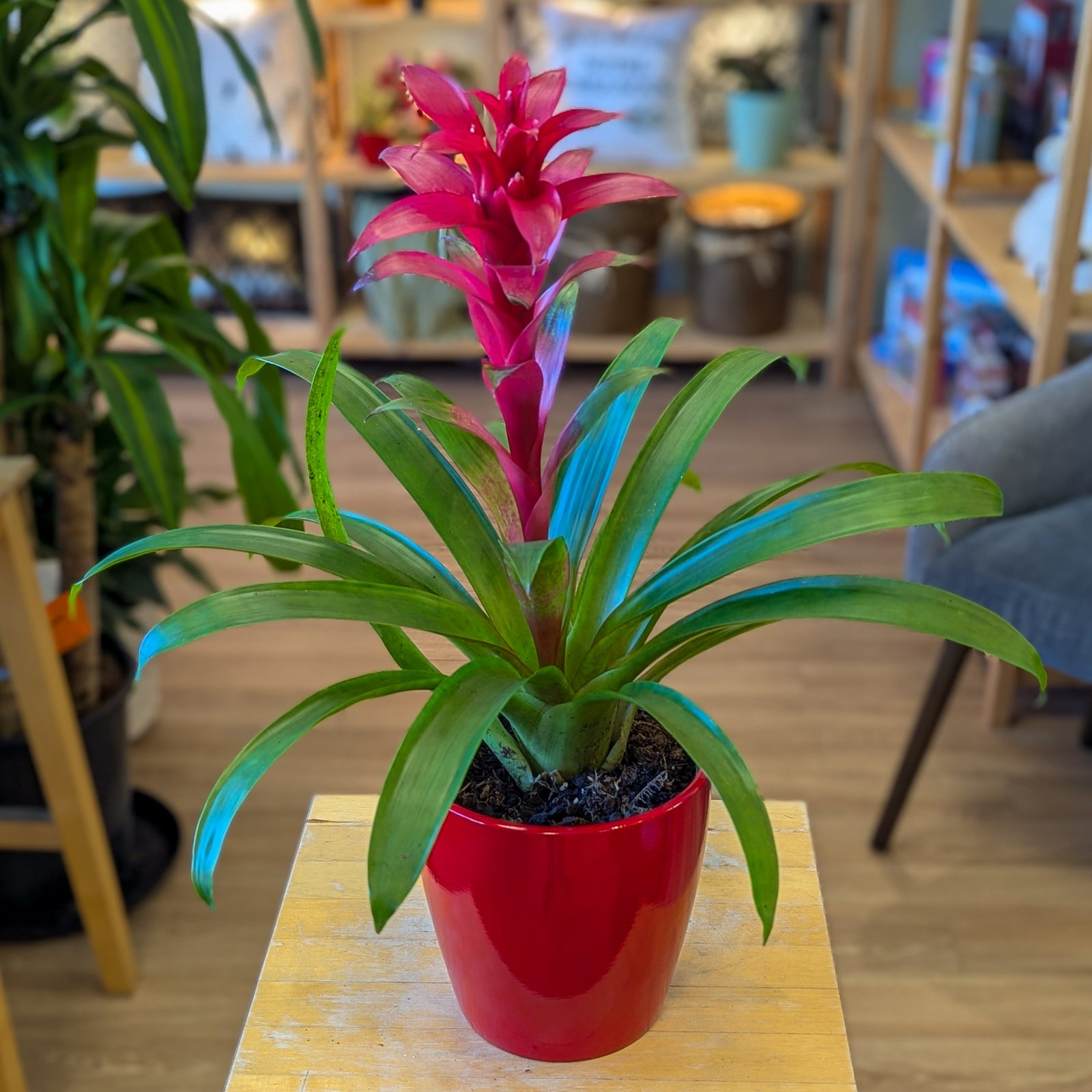 Bromelia - 6 po