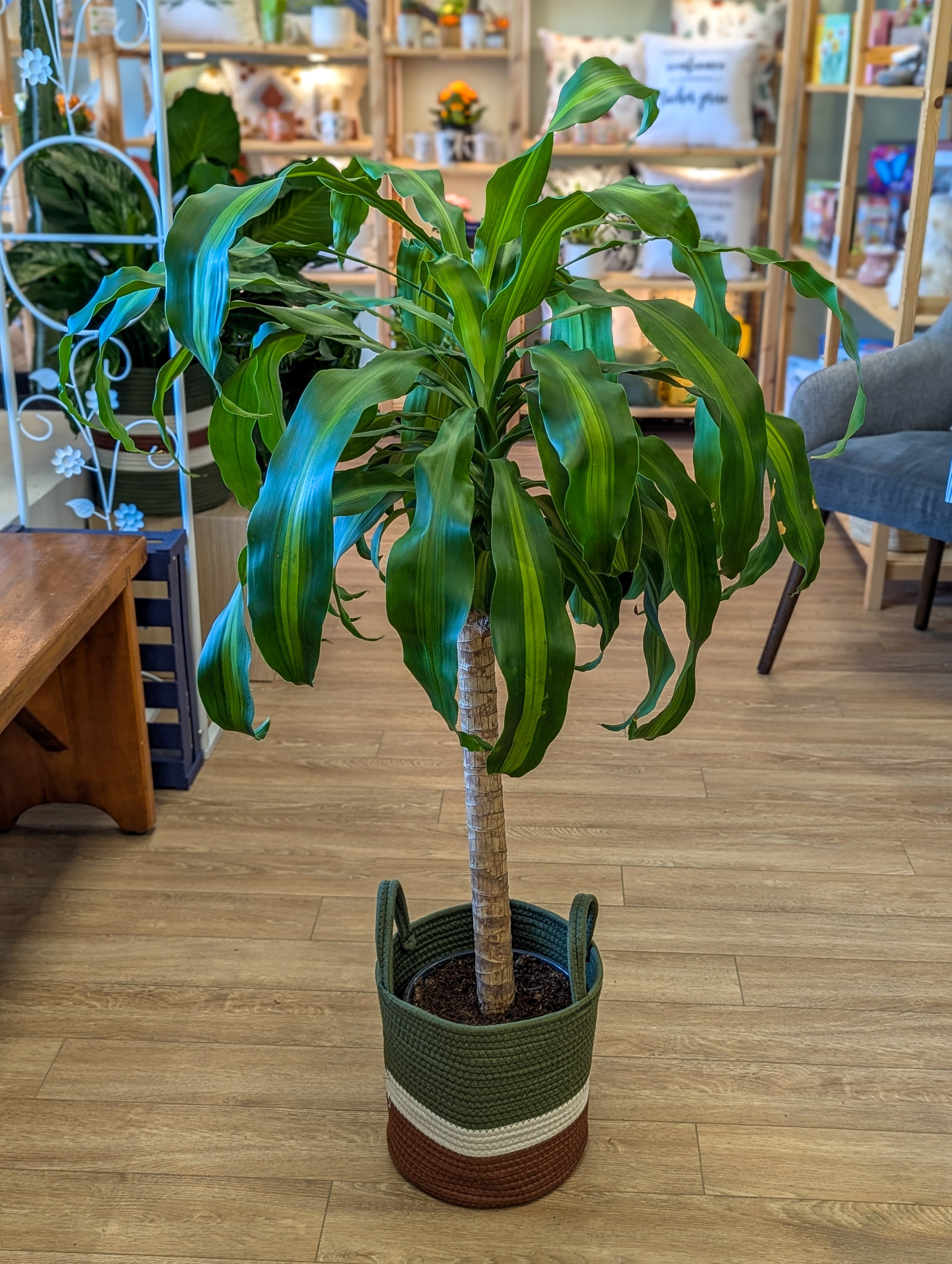 dracaena fleurs Dracaena Fragrans Lemon Lime - 8 po