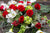 Éternel - Coussin de cercueil fleuri- zoom in