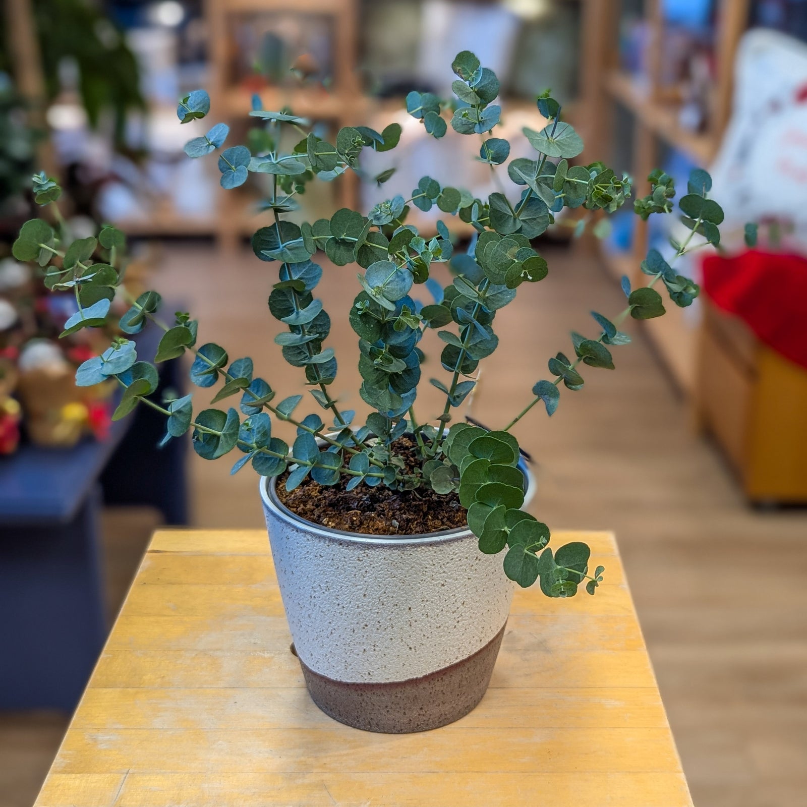 Eucalyptus glacier - 6 po