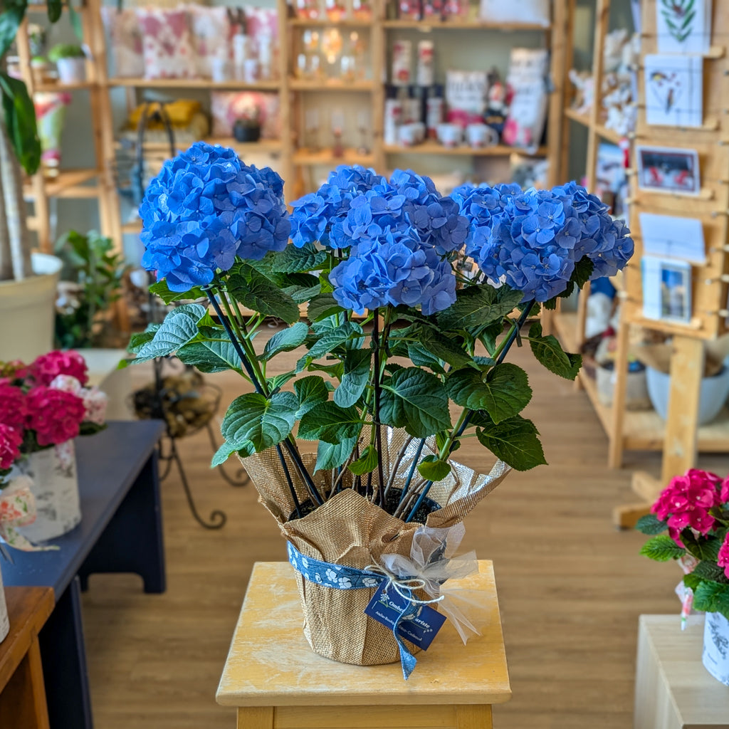 Hydrangée - bleu ou rose - 8 po (cultivé au Québec)