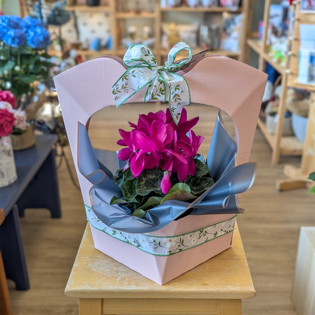 Cyclamen - 6 po