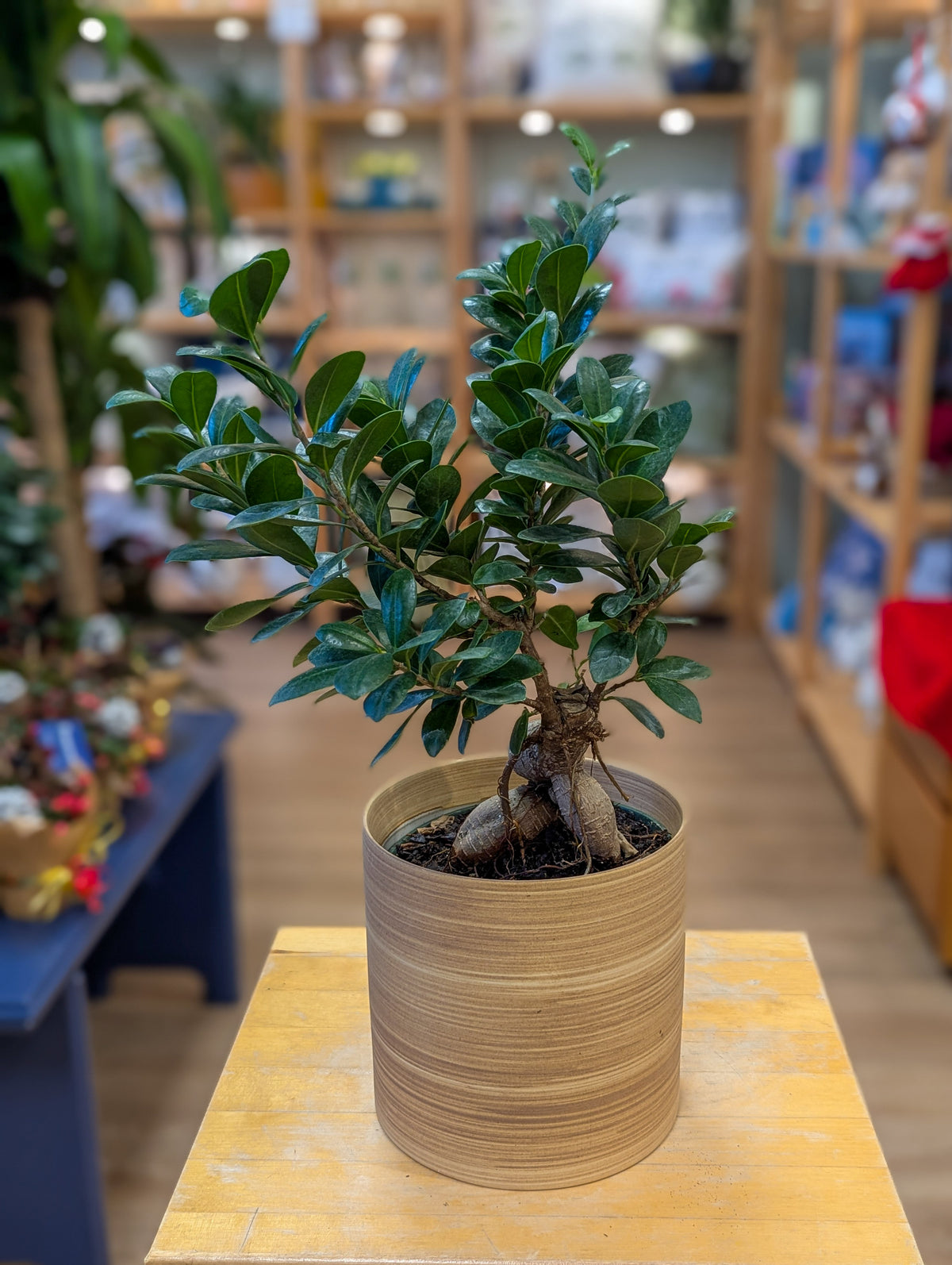 Ficus ginseng - 6 po