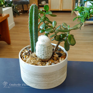 Jardin de cactus et succulentes - 10 po et 12 po (cultivées au Québec)