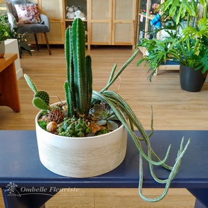 Jardin de cactus et succulentes - 10 po et 12 po (cultivées au Québec)