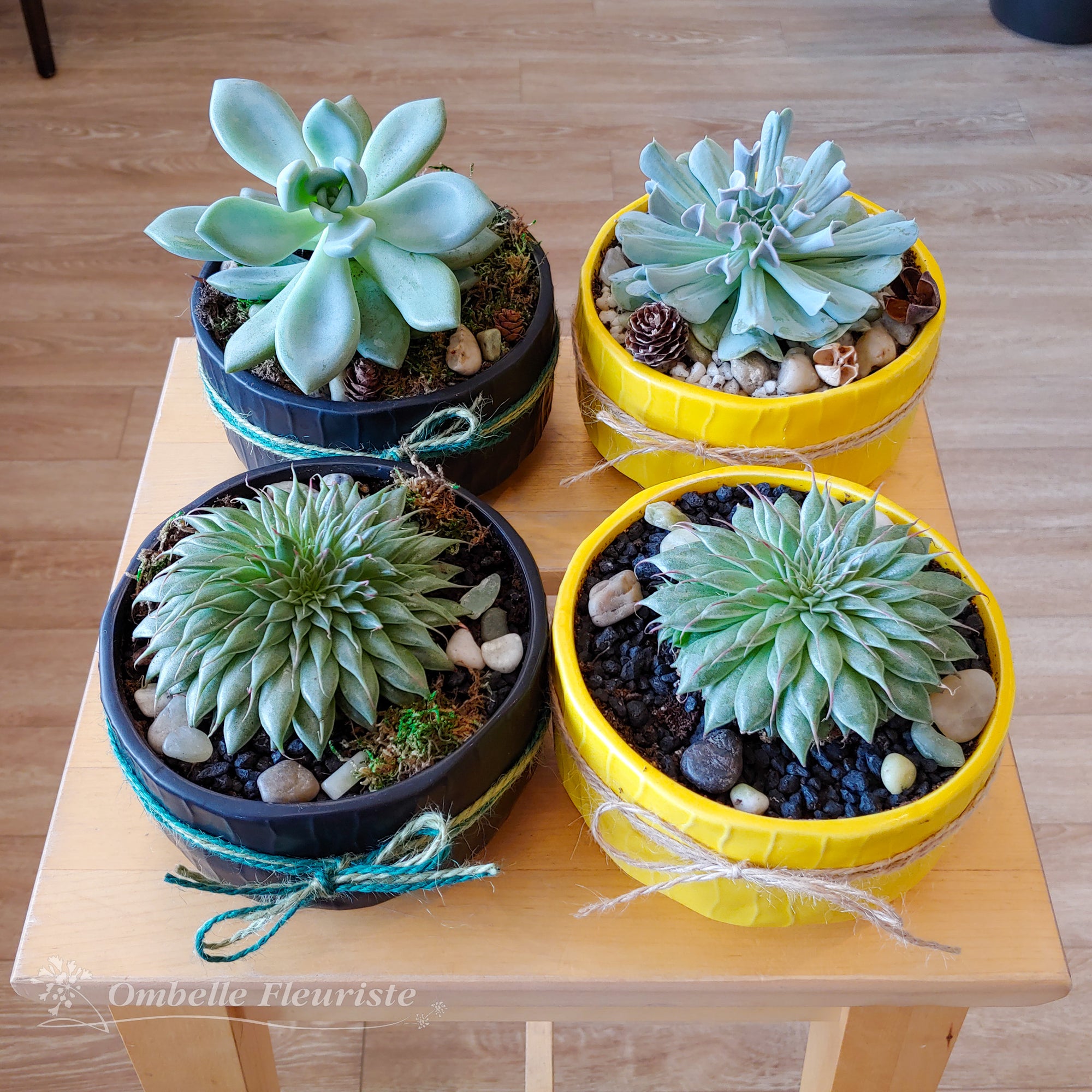 Jardin d'echeveria - 6 po