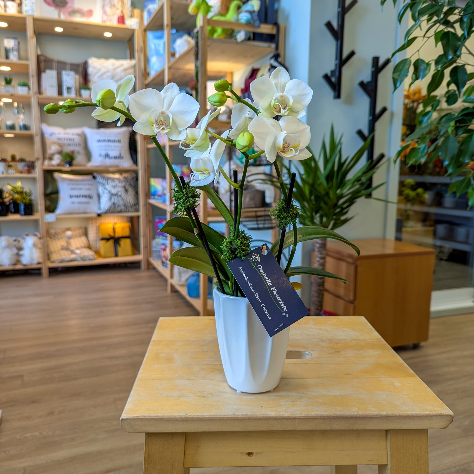 Orchidée blanche 3.5po du Québec