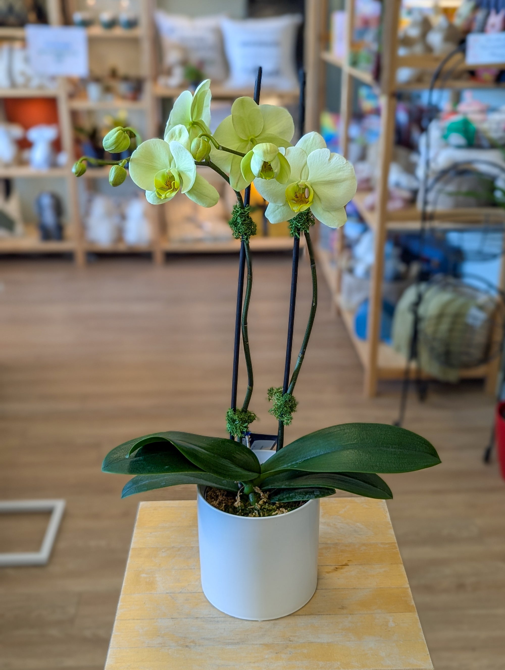 Orchidée jaune 5po du Québec