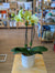 Orchidée jaune 5po du Québec