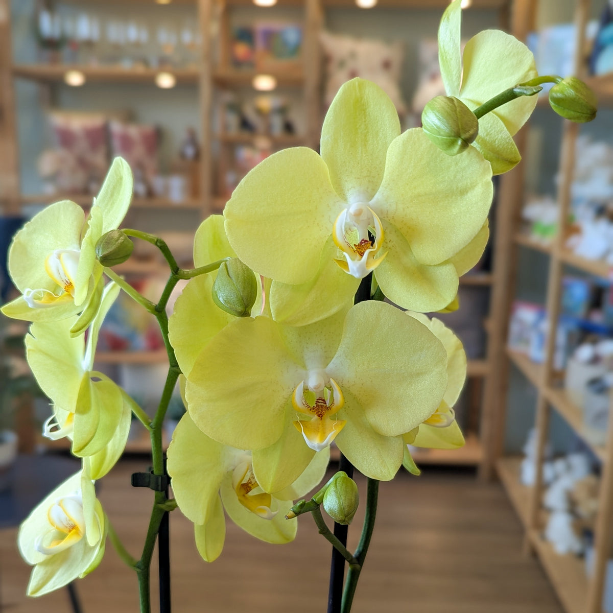 Orchidée Phalaenopsis (2 tiges) - 4 po