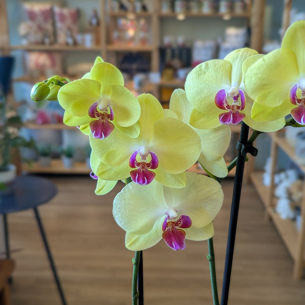 Orchidée Phalaenopsis (2 tiges) - 4 po