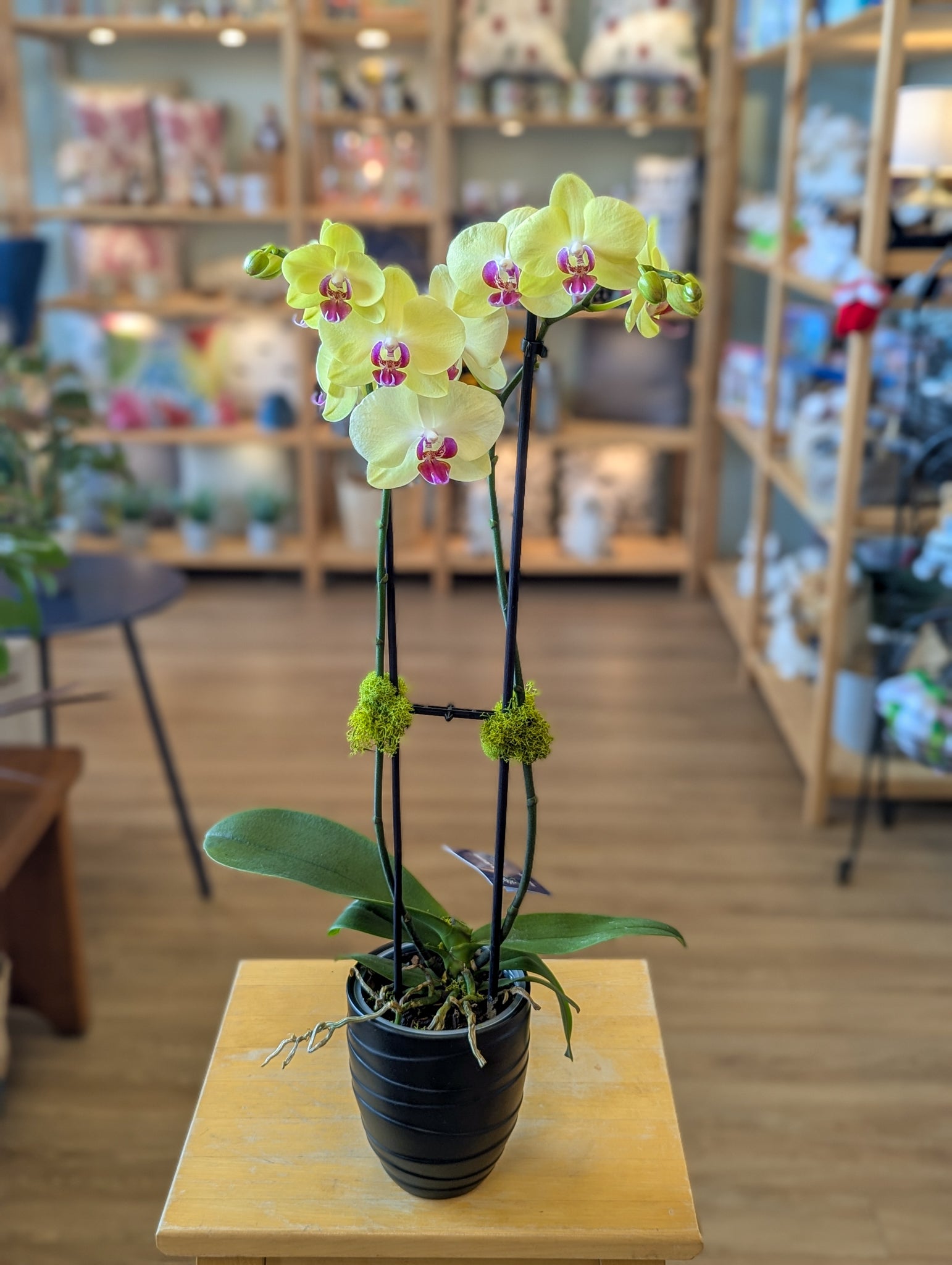 Orchidée Phalaenopsis (2 tiges) - 4 po