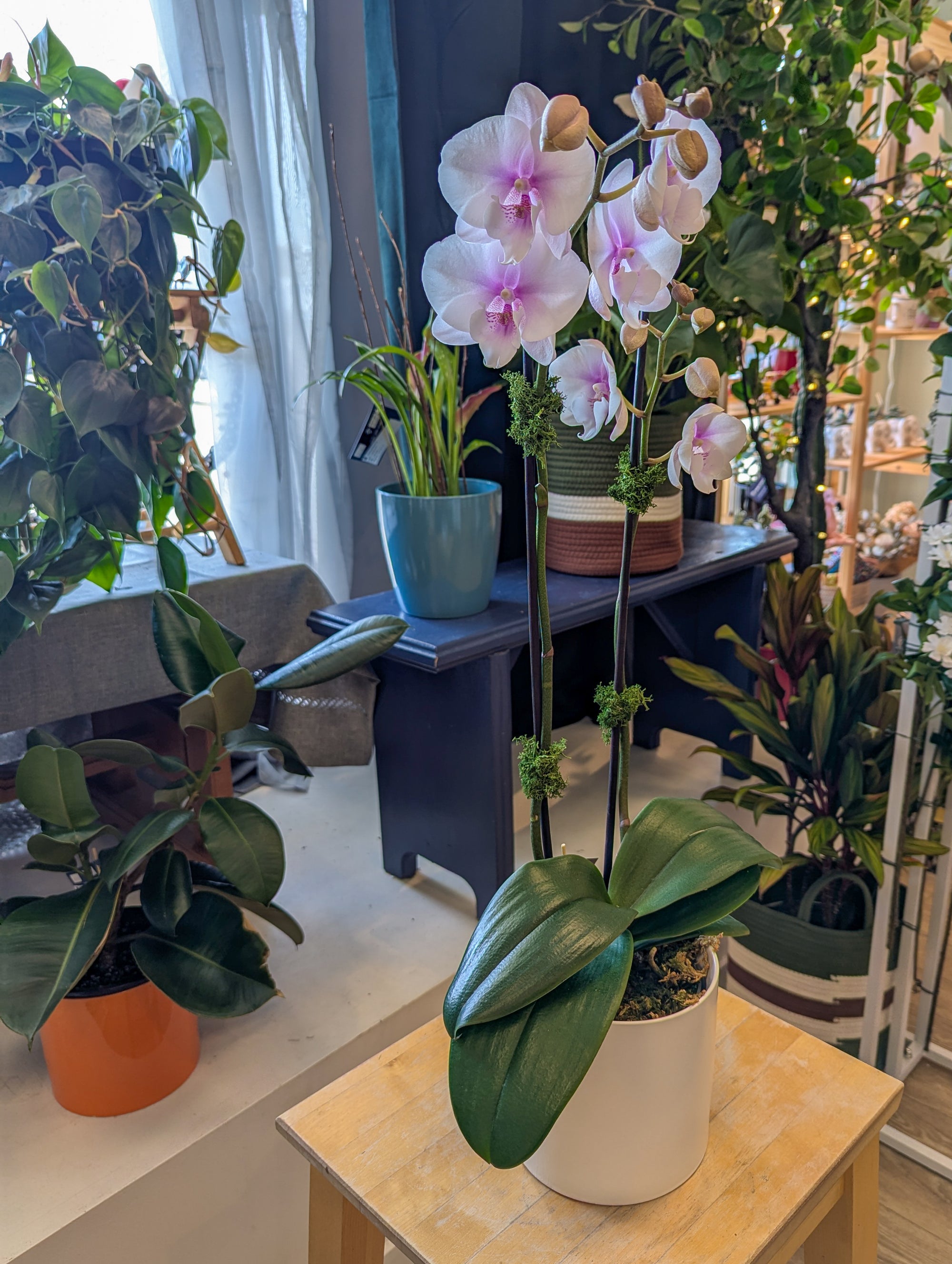 Orchidée lilas-rose 5po du Québec