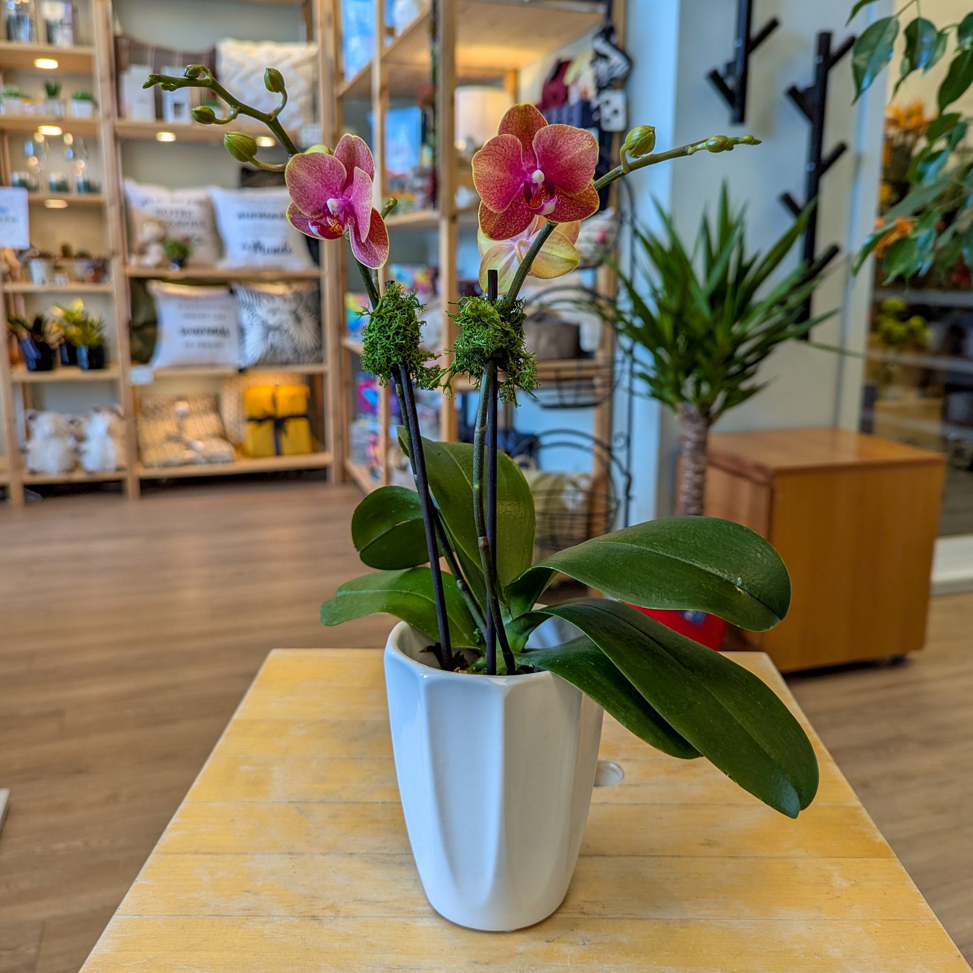Orchidée orange-brulé 3.5po du Québec