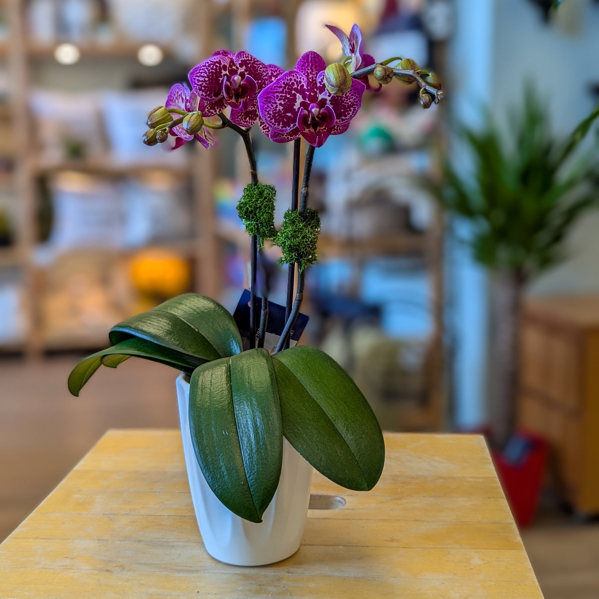 Orchidée orange-violet 3.5po du Québec