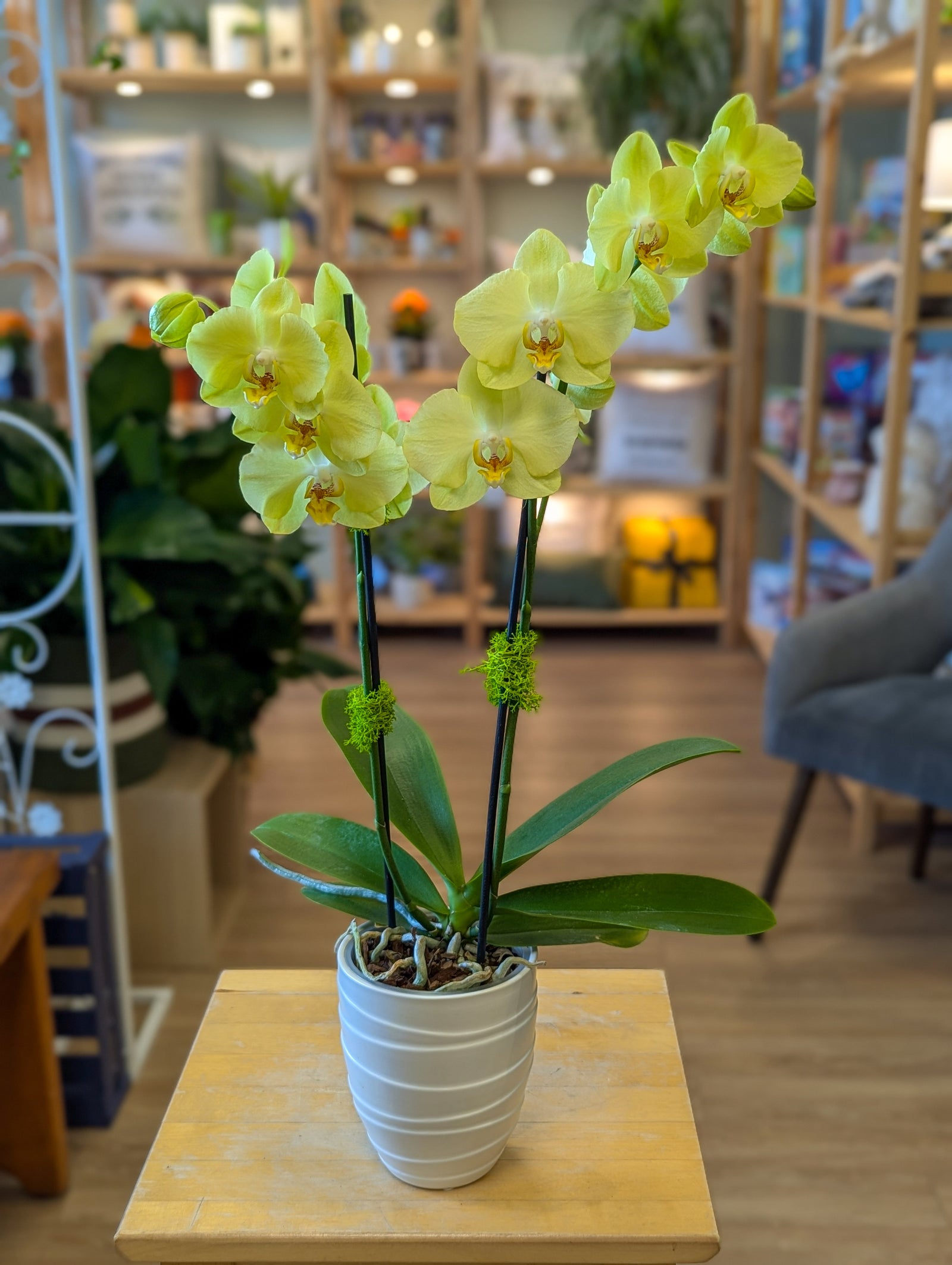 Orchidée Phalaenopsis -  4po - jaune